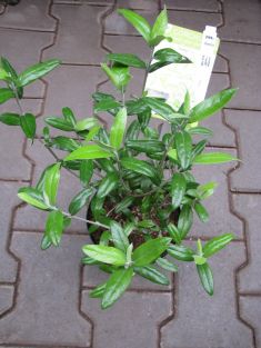 corokia virgata " limey"