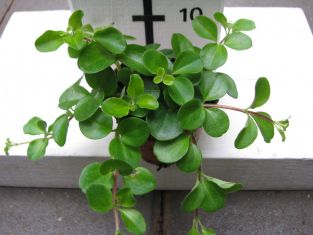 peperomia rotudifolia