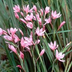 schizostylis cocinea "mrs.hegarty"