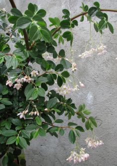 begonia fuchsioides rose