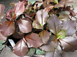 synadenium grantii purpurea - gumovník