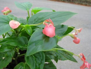 begonia "dragon wings"