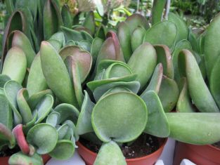 kalanchoe oricula "lady finger"