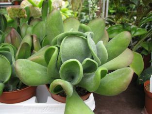 kalanchoe oricula "lady finger"