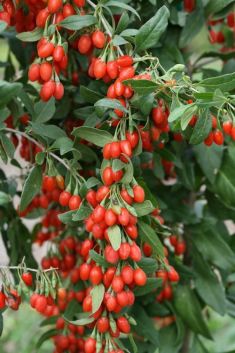 lycium barbarum "sweet little berry" - goji