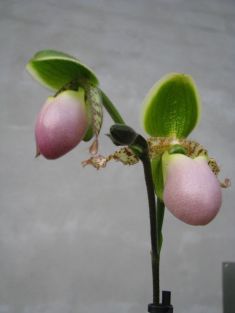 paphiopedilum "pinocchio"