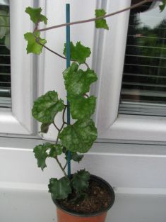 senecio bryoniifolius