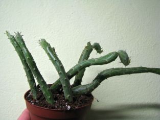 senecio pendulis