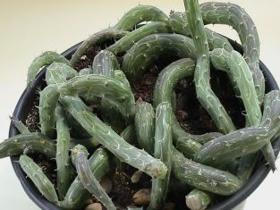 senecio pendulis