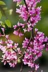 Cercis canadensis - zmarlika kanadská