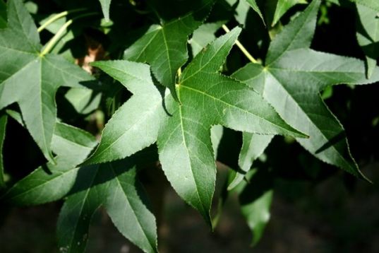 Liquidambar styraciflua "slender silhouette" - ambroň západní