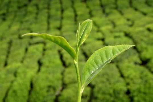 Camellia sinensis - pravý čajovník