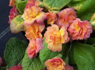 Primula "alan robb"