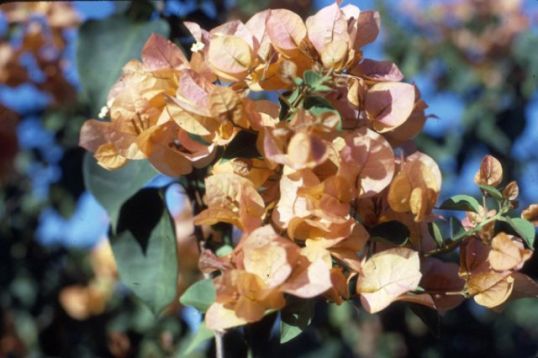 Bougainvillea spectabilis "hawaiian gold"