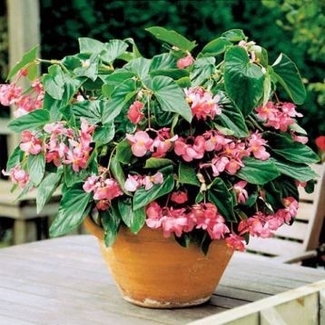 Begonia závěsná