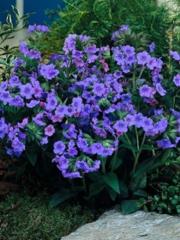 Pulmonaria hybrid "blue ensign"