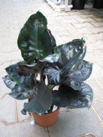 Alocasia infernalis "black magic"