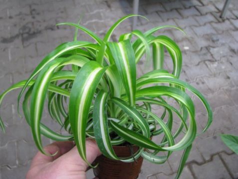 Chlorophytum "bonnie" - zelenec