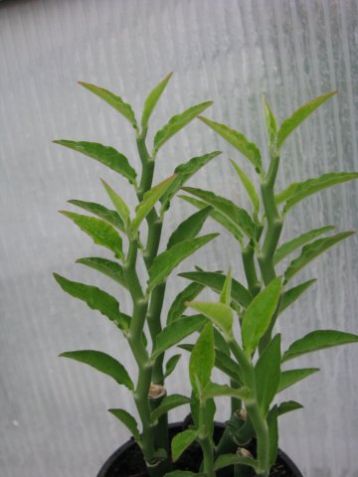 Pedilanthus tithymaloides, zig-zag - pedilantus