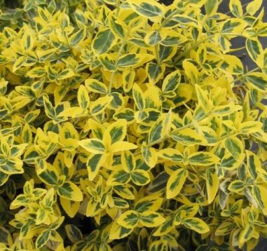 Euonymus fortunei "emerald´n gold" - brslen