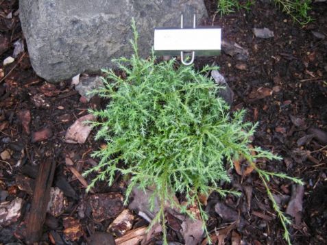 Chamaecyparis pisifera "blue dwarf"