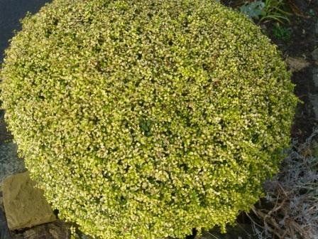 Lonicera nitida "baggessen´s gold" - zimolez lesklý