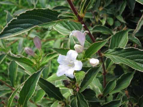 Weigelia florida "suzanne"