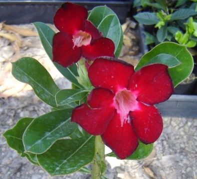 Adenium obesum "emma " - pouštní růže
