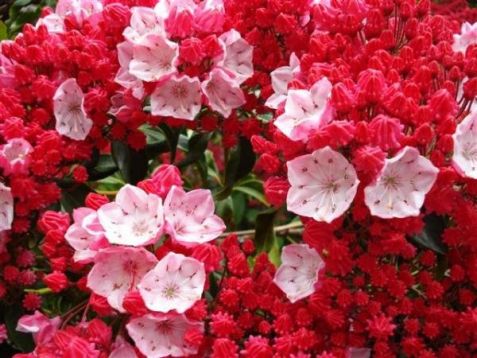 Kalmia latifolia "ostby red"