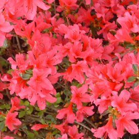 Rhododendron obtusum "toreador"