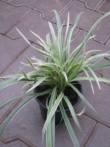 Ophiopogon planiscapus albovariegata