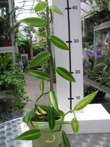 Vanilla planifolia - vanilkovník, vanilka pravá