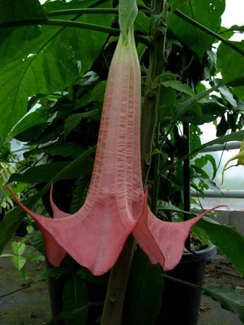 Brugmansia "exotica pink" - andělská trumpeta