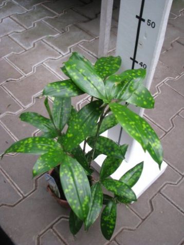 Dracaena surculosa