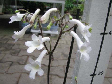 Streptocarpus parfuflora white