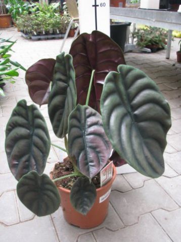 Alocasia "red secret"