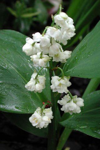 Convallaria majalis "prolificans" - konvalinka plnokvětá