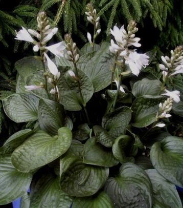 Hosta "lakeside lollipop" - bohyška