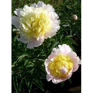 Paeonia lactiflora "primevere"