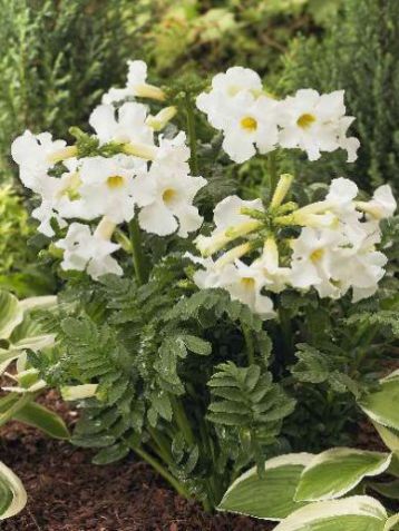 Incarvillea delavayi "snowtop"