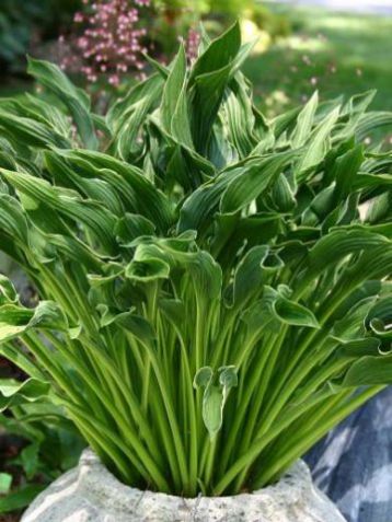 Hosta "praying hands" - bohyška