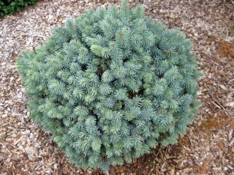 Picea pungens "blue pearl"