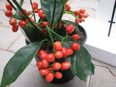 Aucuba japonica "rozannie" - aukuba japonská