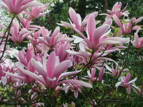 Magnolia x liliiflora "george henry kern"