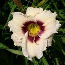 Hemerocallis "snowy eyes" - denivka