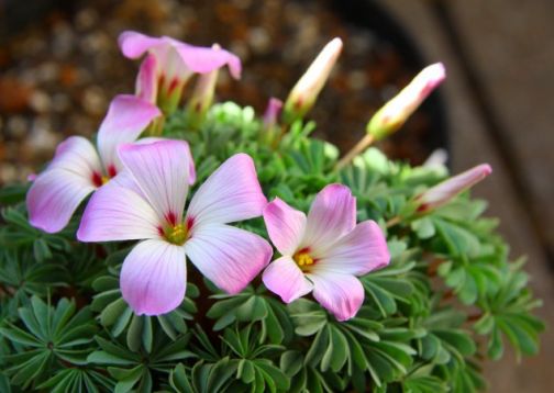 Oxalis adenophylla - šťavel žláznatolistý