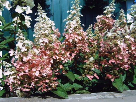 Hydrangea paniculata "pinky winky" - hortenzie latnatá