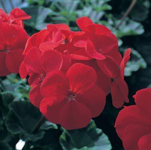 Pelargonium zonale f1 "red horizon"