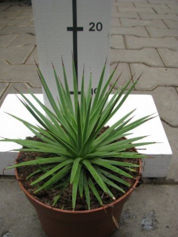 Agave nana