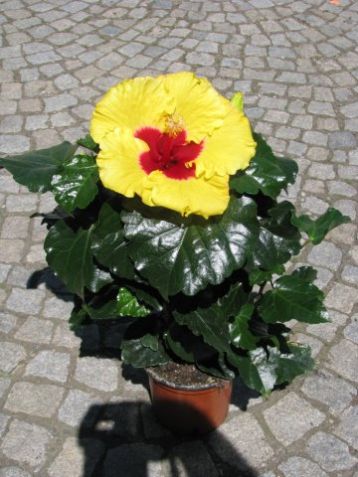 Hibiscus sin. "boreas yellow"